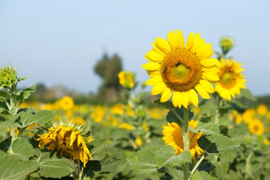 Sunflowers in the field. Sunflower sunflowers in full bloom in the morning.