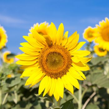 Sunflowers in the field. Sunflower sunflowers in full bloom in the morning.