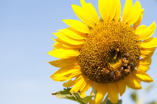 sunflower in field.blue sky in clear sky day.