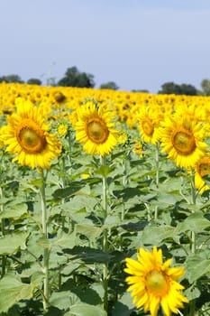 Sunflowers in the field. Sunflower sunflowers in full bloom in the morning.