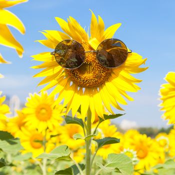 Glasses with sunflowers. Clear sky cleared in sunflower field.