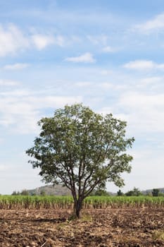 One big tree in the cane fields. Sugarcane is cultivated areas