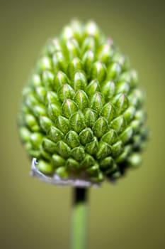 Thistle flower bud