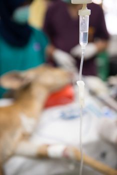 Veterinarian performing an operation on a nyala in the operating room