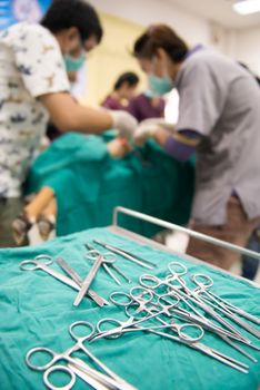 Veterinarian performing an operation in the operating room