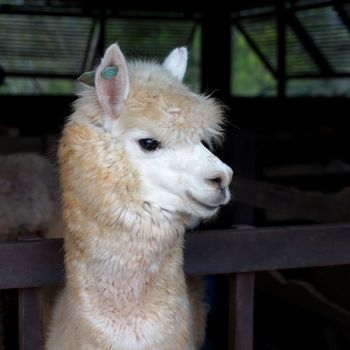 closeup of lovely alpaca in the farm