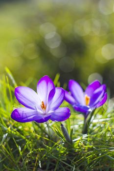 crocus - one of the first spring flowers