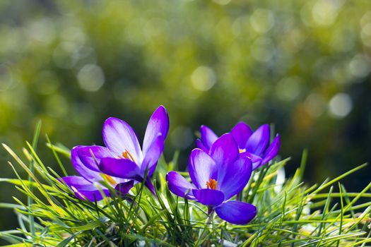 crocus - one of the first spring flowers