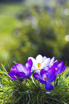 crocus - one of the first spring flowers