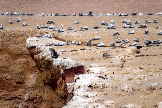 Wild birds on rocky formation ballestas island, paracas, Peru