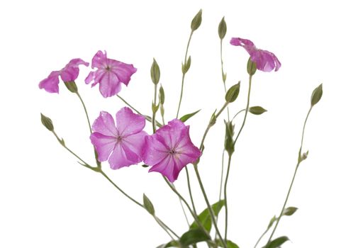 Some pink wildflowers isolated on a white background.