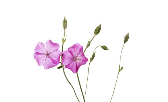 Dew drops on pink wild flowers isolated on white background
