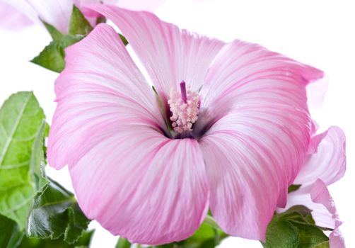 Pink hibiscus flower isolated on a white background with green leafs.