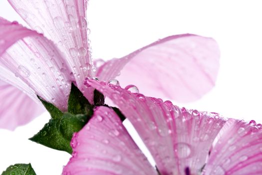 Macro of a flower with visible water drops. Flower placed against a white background.