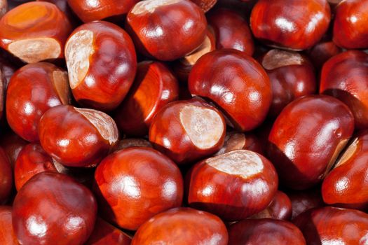 background of young chestnuts macro