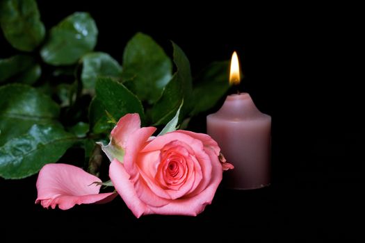 Burning candle and pink rose on a black background