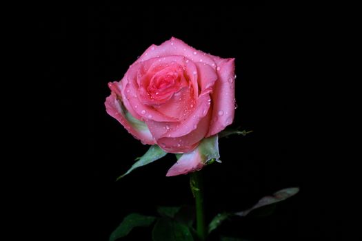 Pink rose isolated on black background.