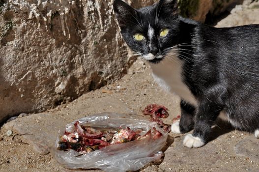 Cat eating meat on the street