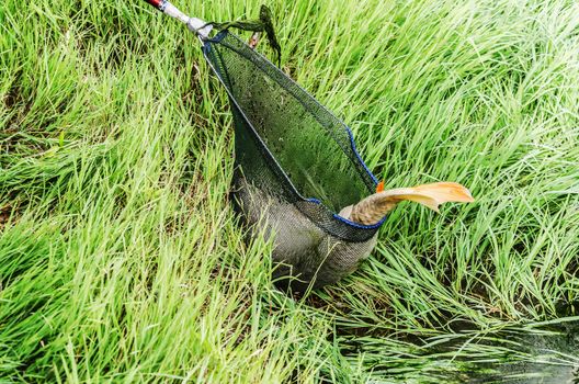 The grasshopper is an insect of the suborder Caelifera in the order Orthoptera