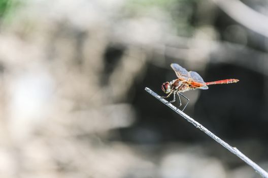 A dragonfly is an insect belonging to the suborder Anisoptera
