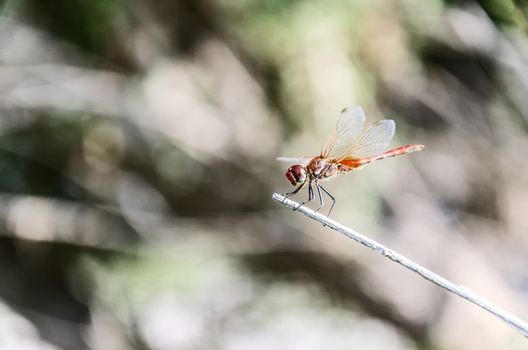 A dragonfly is an insect belonging to the suborder Anisoptera