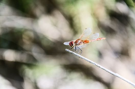 A dragonfly is an insect belonging to the suborder Anisoptera