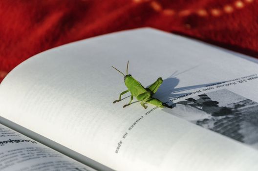 The grasshopper is an insect of the suborder Caelifera in the order Orthoptera