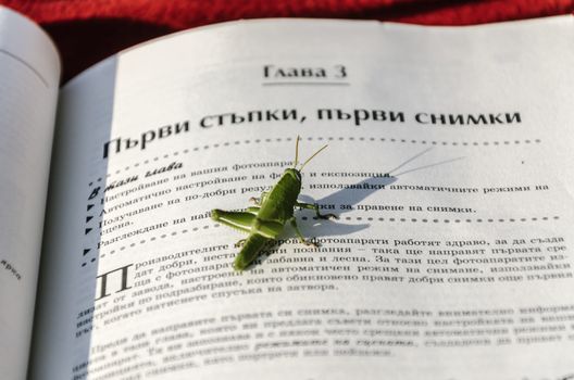The grasshopper is an insect of the suborder Caelifera in the order Orthoptera