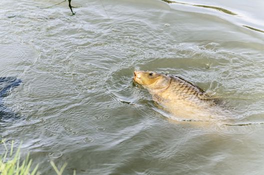 fishing carp at Ebro river