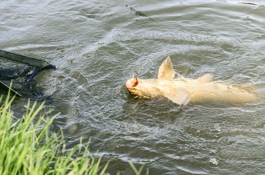 fishing carp at Ebro river