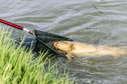 fishing carp at Ebro river