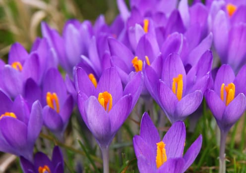 Violet crocus is one of the first spring flowers can use as background