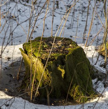 Mossy Stump with snow surrounding it.