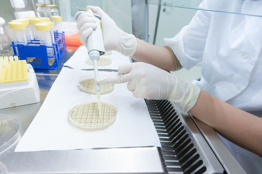 Life science professional grafting bacteria in the pettri dishes. Scientist researching in the laboratory.