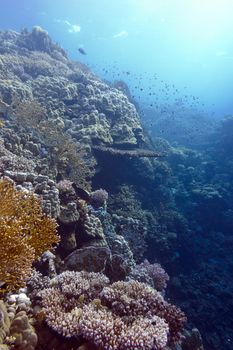 coral reef with hard and fire corals at the bottom of tropical sea