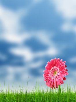 Conceptual spring pink flower in green grass background