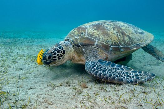 single great sea turtle with yellow exotic fish on the bottom of tropical sea