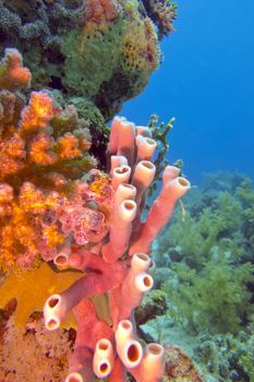 coral reef with sea sponge at trhe bottom of tropical sea