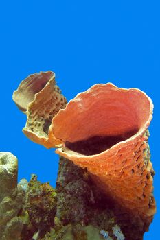 great sea sponge at the bottom of tropical sea  isolated on blue water background