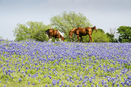 Horse on Open Pasture with Blue Bonnets in Bloom, Spring Time