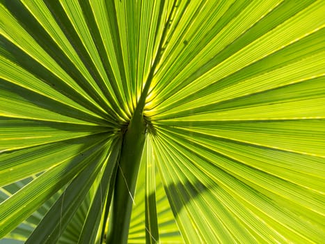 Closeup of Green Plant