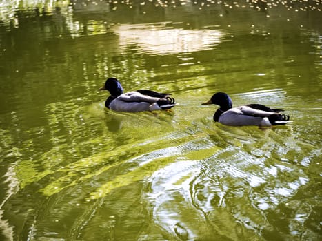 Male Mallards - Springtime Ducks