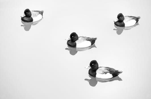 Ducks In Pond (Text Friendly) - Black & White