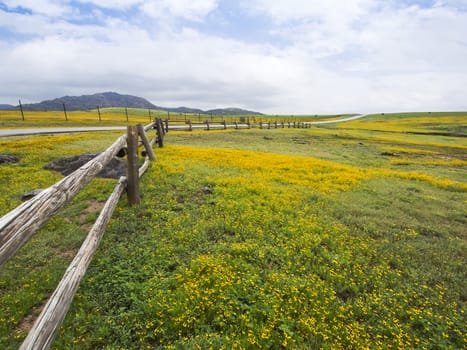 Spring Time Flower Blanket the Backroads