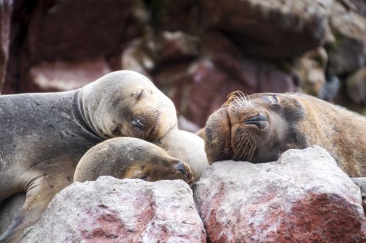 Sealions pup sleeping on a rock in Balestas Islands, Peru