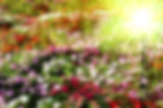 Abstract blurred background colorful floral on natural.