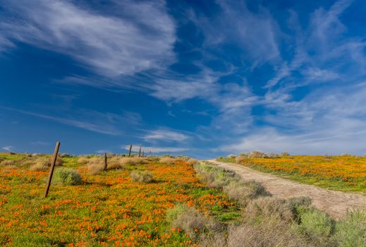 Poppies of Antelope Valley, California