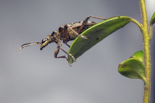 The blackspotted pliers support beetle, Rhagium mordax