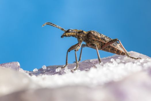 The blackspotted pliers support beetle, Rhagium mordax