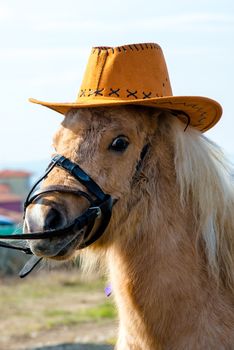 small horsy pony in stetson